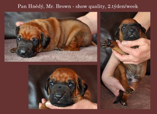 Rhod�sk� Ridgeback �t���tka s PP