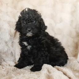 Dobrosrde�n� Shih-poo �t���tka, �t���tka zbo��uj� d�ti a miluj� honit na�e d�ti a r�di si hraj� venku.