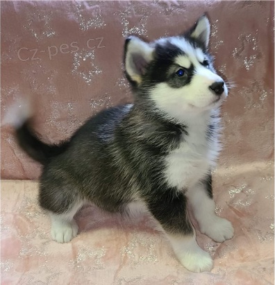 Roztomil� �t���tka jsou p�ipravena k prodeji.