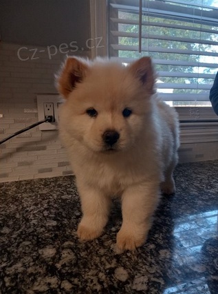 Rozko�n� �t���tka jsou p�ipravena k prodeji.