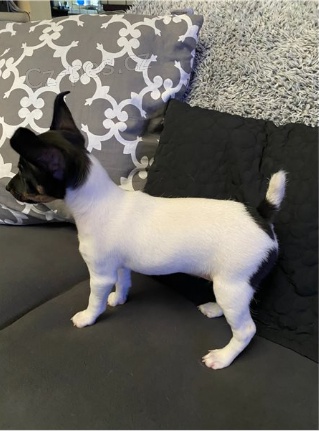 Rozko�n� �t���tka jsou p�ipravena k prodeji.