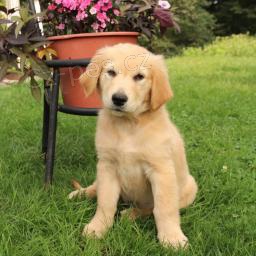 Rozko�n� �t���tka jsou p�ipravena k prodeji.