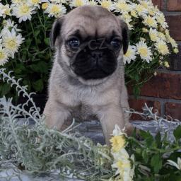 Rozko�n� �t��ata jsou p�ipravena k prodeji.