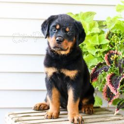 Rozko�n� �t��ata jsou p�ipravena k prodeji.