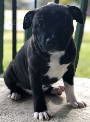 Rozko�n� �t��ata jsou p�ipravena k prodeji.