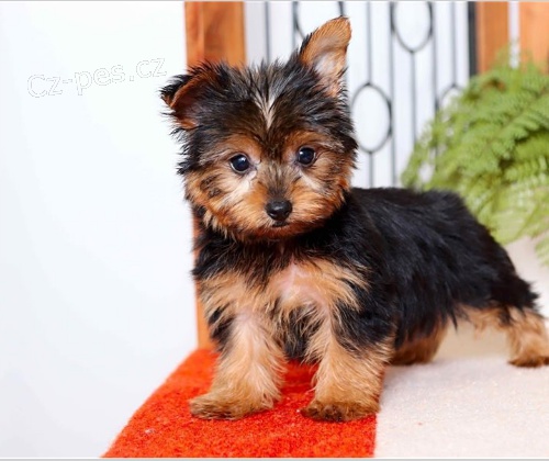 Rozko�n� �t��ata jsou p�ipravena k prodeji.