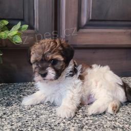 Sladk� Shih-poo �t��ata.