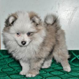 Na�echran� pomeransk� �t��ata.