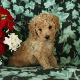 P��telsk� �t��ata Bichpoo.