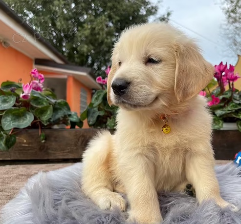 �t��ata Zlat� retriever  k dispozici