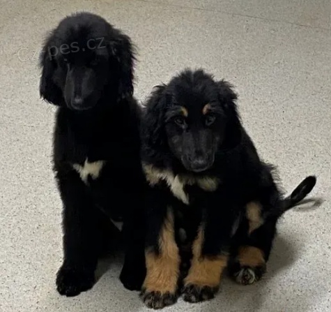 �t��ata afgh�nsk� chrt k dispozici