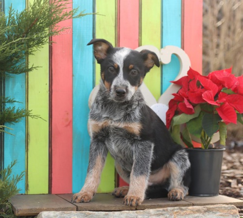 �t��ata Australsk� hon�ck� pes k dispozici