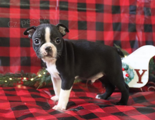 �t��ata Bostonsk� teri�r k dispozici