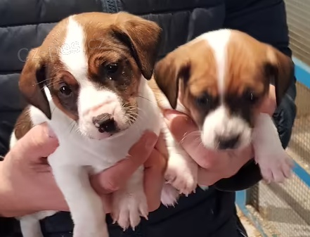 �t��ata jack Russell Terrier k dispozici