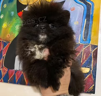 �t��ata N�meck� �pic  k dispozici