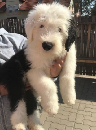 �t��ata Bobtail k dispozici