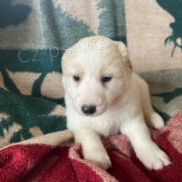 P��telsk� �t��ata Bichpoo.