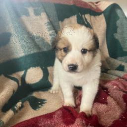 Brilantn� �t��ata anglick�ho ov��ka.