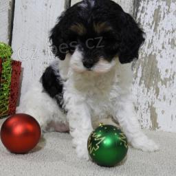 Sladk� Cavapoo �t��ata.