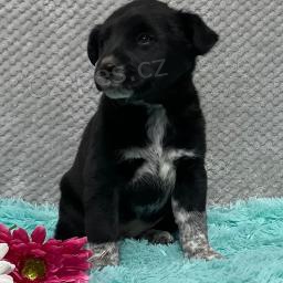 Labradorsk� retr�vr mix �t��at.