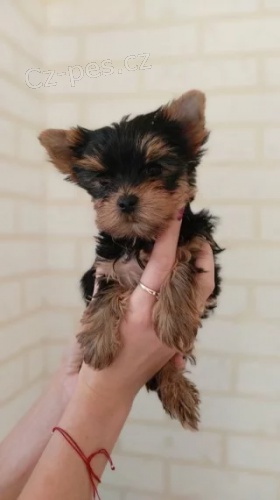 Prod�m �t��ata jork��rsk�ho teri�ra. �t��ata jsou v�echna o�kovan� a zdrav�.