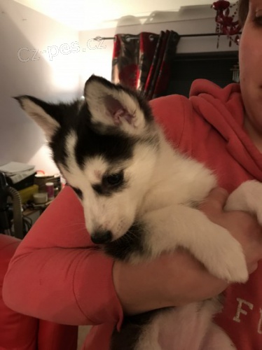 Prod�m rozko�n� sibi�sk� husky s kr�sn�ma modr�ma o�ima. �t���tka jsou v�echna od�erven�, o�kovan� a socializovan�.