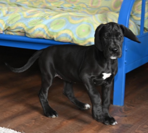 �t��ata n�meck� dogy k adopci. �t���tka jsou v�echna o�kovan�, od�erven� a soci�ln� a hygienicky vy�kolen�. Pro v�ce informac� kontaktujte.