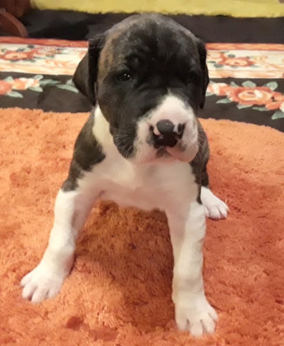 �t��ata n�meck� dogy k adopci. �t���tka jsou v�echna o�kovan�, od�erven� a soci�ln� a hygienicky vy�kolen�. Pro v�ce informac� kontaktujte.