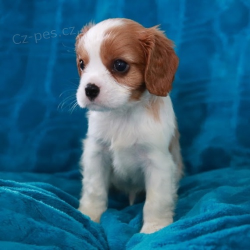 Zdrav� a kr�sn� �t��ata kaval�r king charles �pan�l na prodej. �t���tka jsou v�echna o�kovan� a od�erven�.