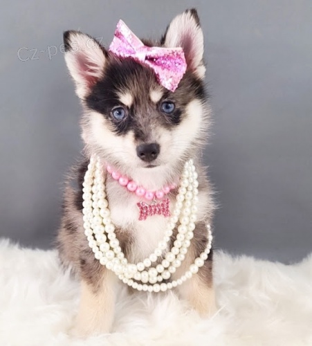 Kr�sn� �t��ata Pomskies na prodej (k��enec sibi�sk� a pomeranian)