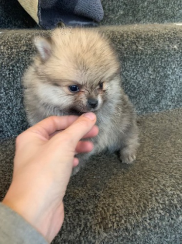 Pomeranian �t��ata k adopci. Jsou o�kovan� a od�erven�.