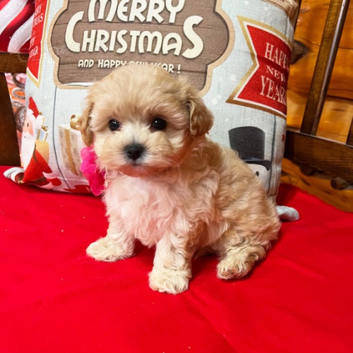 Prod�m hygienicky vy�kolen� miniaturn� �t��ata MALTIPOO. Jsou o�kovan� a od�erven�.