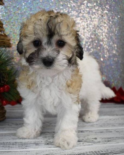 Prod�m hygienicky vy�kolen� miniaturn� �t��ata MALTIPOO. Jsou o�kovan� a od�erven�.