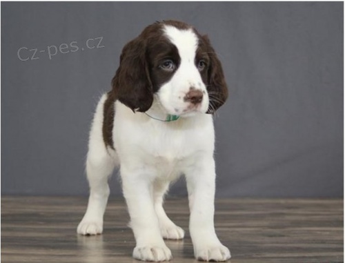 Prod�m �t��ata anglick�ho �pringr�pan�la.