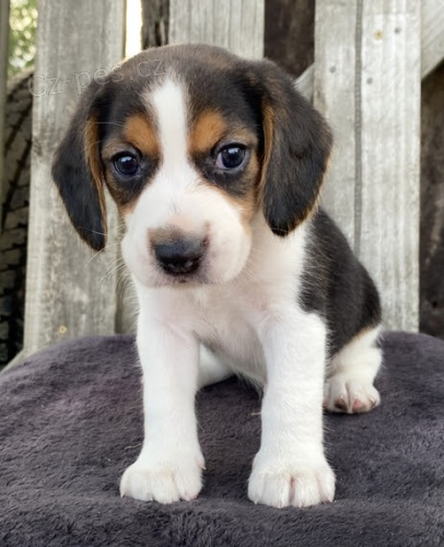 Kr�sn� a rozko�n� �t��ata b�gla k dispozici a p�ipravena k prodeji. V�ichni jsou o�kovan�, od�erven� a r�di si hraj� s d�tmi a jin�mi zv��aty.