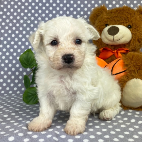 �t��ata bi�onka jsou k dispozici a p�ipravena k prodeji.