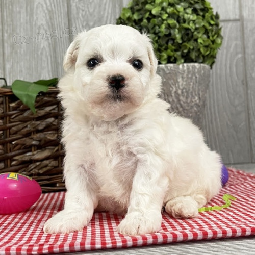 �t��ata bi�onka jsou k dispozici a p�ipravena k prodeji.