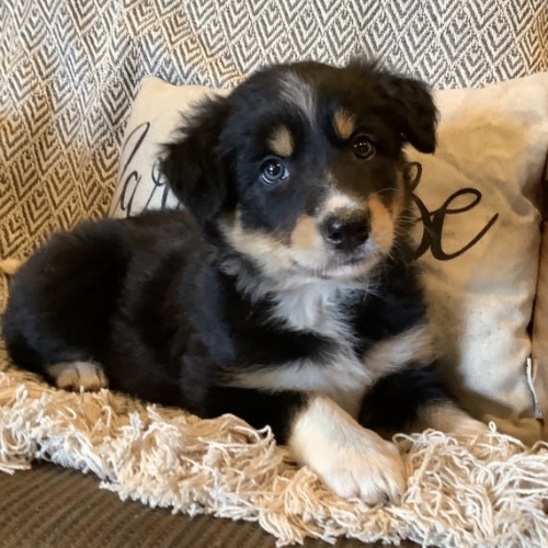 Prod�m �t��ata border kolie. �t���tka jsou o�kovan�, od�erven� a p�ipravena j�t do nov� rodiny a domova.