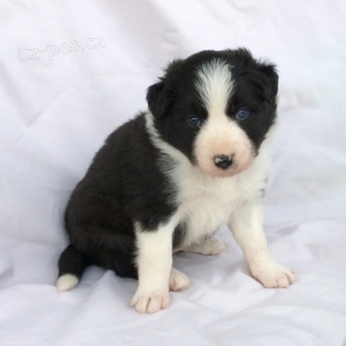 Prod�m �t��ata border kolie. �t���tka jsou o�kovan�, od�erven� a p�ipravena j�t do nov� rodiny a domova.