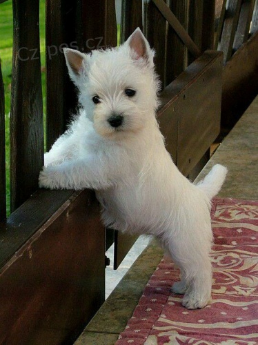 Prod�m mini mini �t��ata West Highland White Terriers