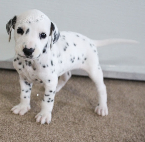 Prod�m kr�sn� a zdrav� o�kovan� �t��ata dalmatin� K prodeji m�me n�kolik o�kovan�ch a od�erven�ch vrh� �t��at dalmatin�.