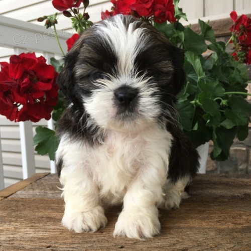 Prod�m hygienicky a soci�ln� vy�kolen� �t��ata SHIH TZU.