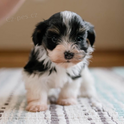 Prod�m roztomil� a zdrav� �t��ata havanese.