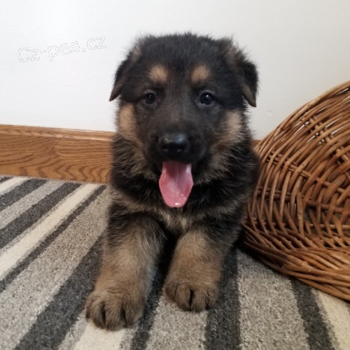 Prod�m �t��ata n�meck�ho ov��ka