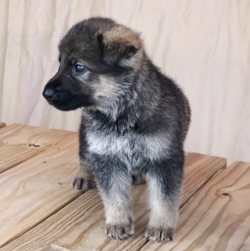 Prod�m �t��ata n�meck�ho ov��ka