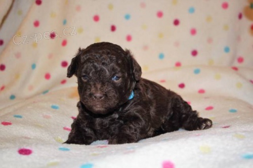 Rusk� barevn� bolonka