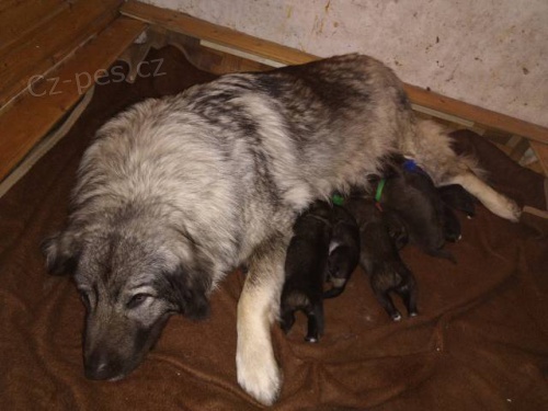 �arplaninsk� pasteveck� pes