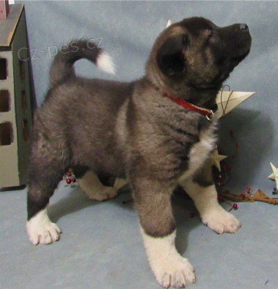 Rozko�n� �t���tka jsou p�ipravena k prodeji.