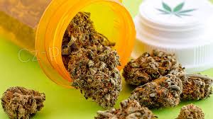 Nejlep�� kvalita Canabis na prodej