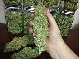 Nejlep�� kvalita Canabis na prodej